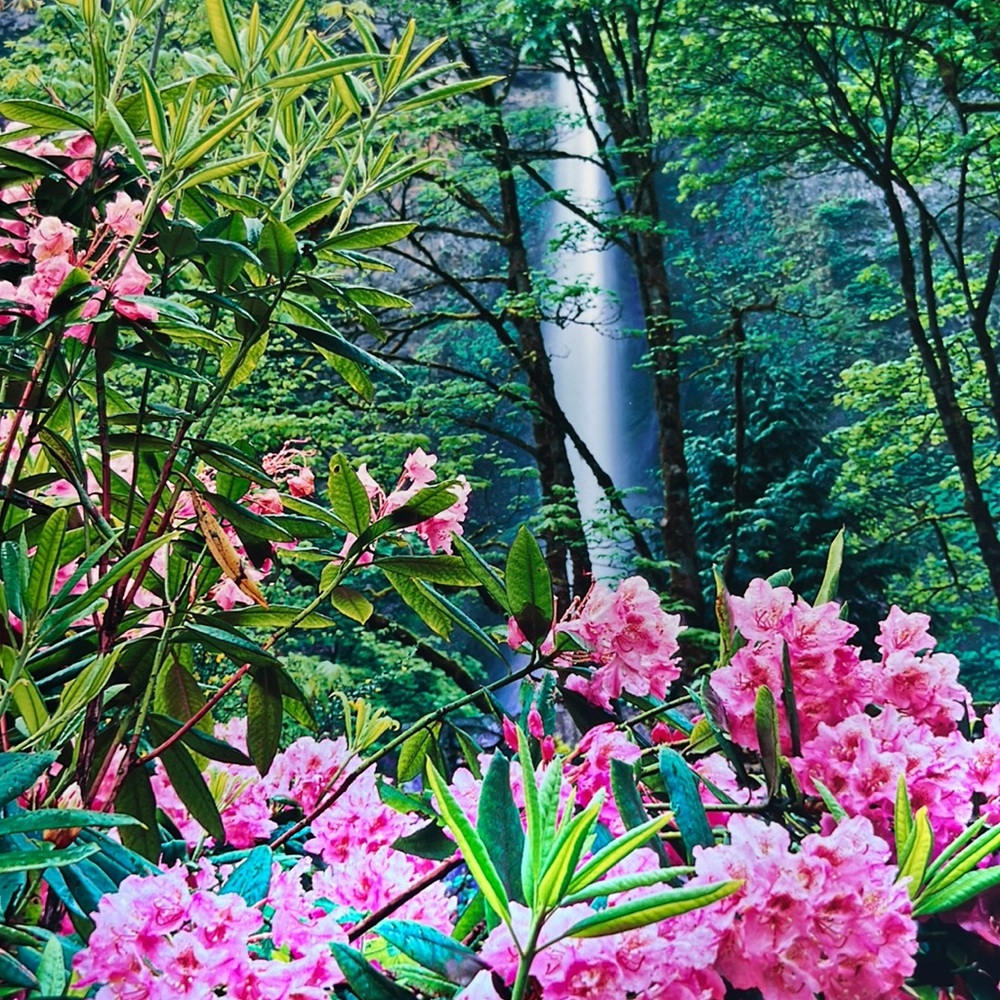 Floral Print - Picture 6 of 7